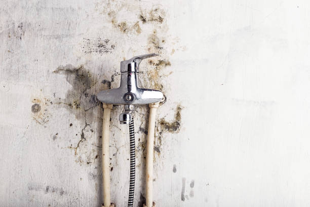 Best Fast Mold Removal  in North Belle Vernon, PA