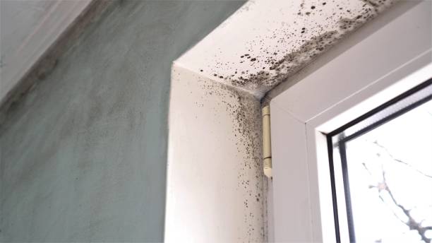 Best Same-Day Mold Removal  in North Belle Vernon, PA