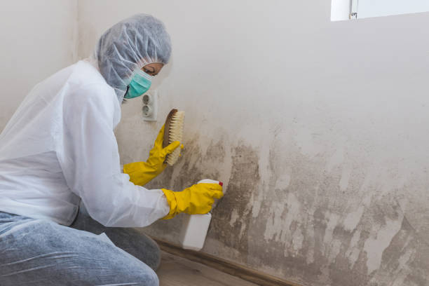 Best Emergency Mold Removal  in North Belle Vernon, PA