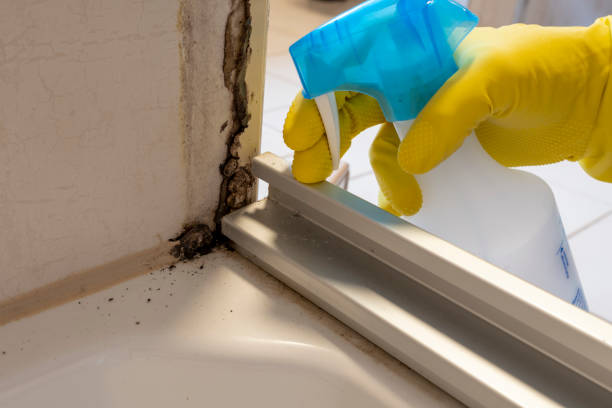 Best Certified Mold Removal  in North Belle Vernon, PA