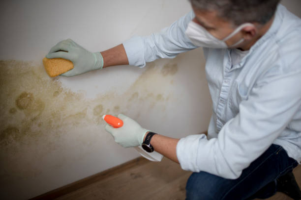 Best Mold Removal Near Me  in North Belle Vernon, PA