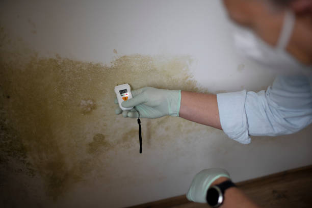 Best Professional Mold Removal  in North Belle Vernon, PA
