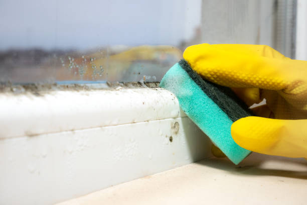 Best Water Damage Restoration  in North Belle Vernon, PA