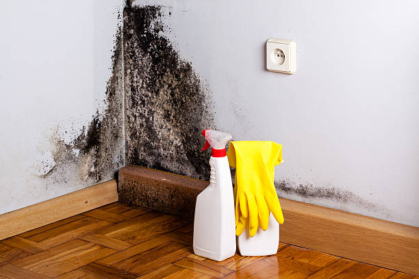 Professional Mold Removal in North Belle Vernon, PA