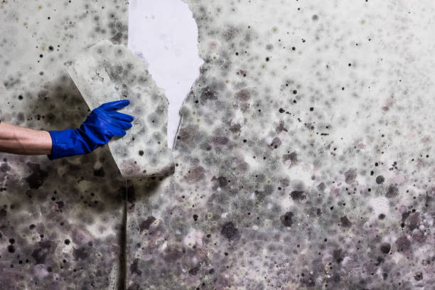 Best Black Mold Removal  in North Belle Vernon, PA